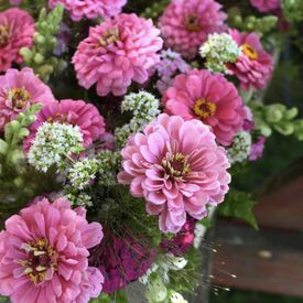 Benary's Giant Bright Pink, Zinnia Seeds